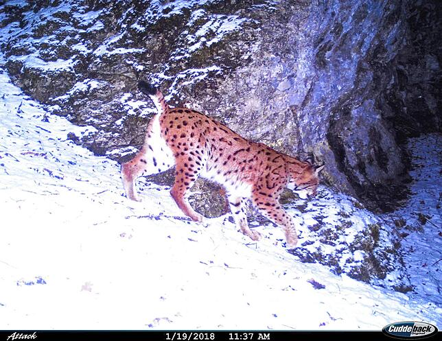 Luchs Lias, der seit Januar 2018 im Oberen Donautal bestätigt wurde, konnte in der Nacht zum 30. Januar gefangen und besendert werden.