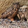 Zwei Monate nach der Geburt sind die Jungvögel beinahe schon so groß wie ihre Mutter. Demnächst werden sie ihr Nest verlassen.