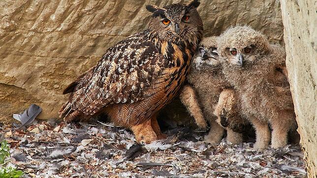 Zwei Monate nach der Geburt sind die Jungvögel beinahe schon so groß wie ihre Mutter. Demnächst werden sie ihr Nest verlassen.