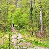 Viele Wege führen durch den Dellenhau. Für die Einwohner von Hilzingen, Gottmadingen und der Singener Weststadt ist der Wald ein ...
