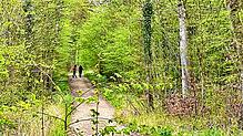 Viele Wege führen durch den Dellenhau. Für die Einwohner von Hilzingen, Gottmadingen und der Singener Weststadt ist der Wald ein ...