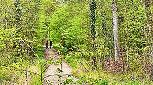 Viele Wege führen durch den Dellenhau. Für die Einwohner von Hilzingen, Gottmadingen und der Singener Weststadt ist der Wald ein ...