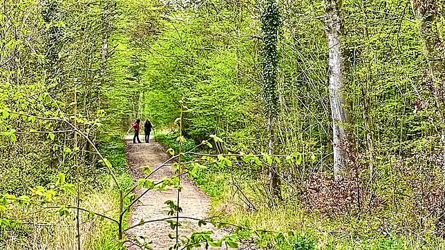 Viele Wege führen durch den Dellenhau. Für die Einwohner von Hilzingen, Gottmadingen und der Singener Weststadt ist der Wald ein ...