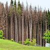 Der Klimawandel ist im Wald angekommen. Im Bild von Borkenkäfern befallene Fichten bei Görwihl. Diese sind mittlerweile entfernt worden.