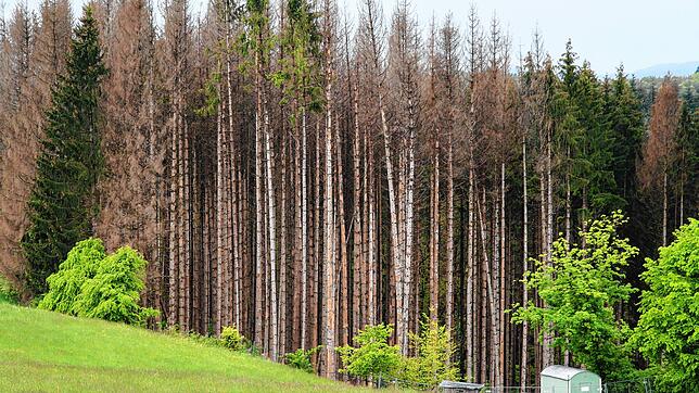 Der Klimawandel ist im Wald angekommen. Im Bild von Borkenkäfern befallene Fichten bei Görwihl. Diese sind mittlerweile entfernt worden.