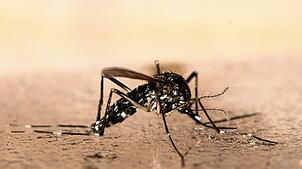 Bild : Tropenvirus erreicht das Elsass – Chikungunya-Virus bald auch im Südwesten?