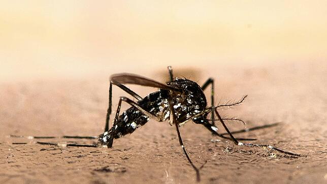 Bild : Tropenvirus erreicht das Elsass – Chikungunya-Virus bald auch im Südwesten?