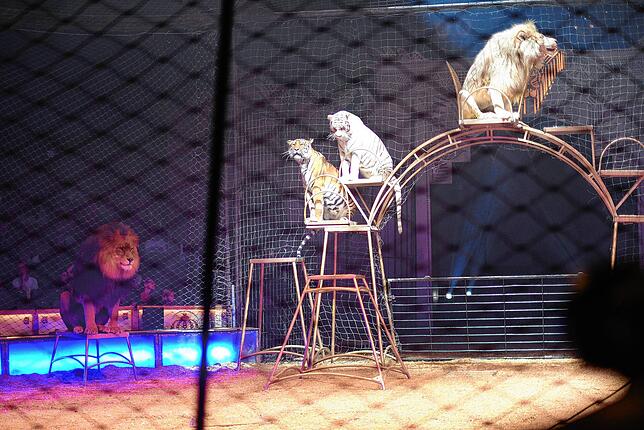 Bild 28: Circus Krone in Konstanz: Eindrücke vom glanzvollen Premierenabend der Manege – die besten Bilder!