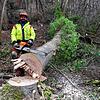 Erst knackt es laut, dann fällt langsam dieser Baum um. Florin Chira fällt im Auftrag des Konstanzer Forstreviers rund 50 Eschen an der ...