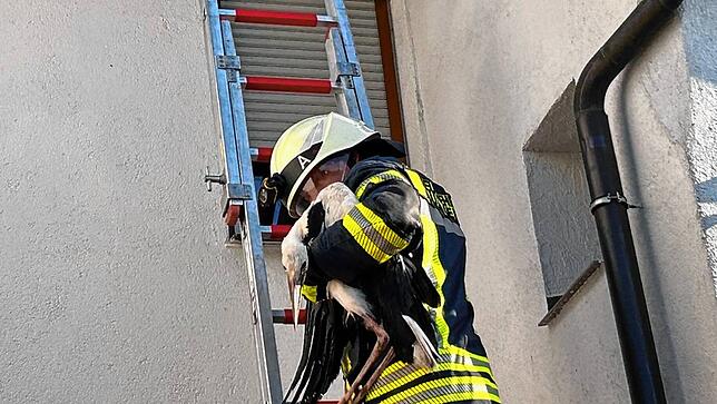 Eine Einsatzkraft bringt den Storch sicher auf den Boden.