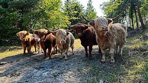 Hochlandrinder statt schwerer Maschinen: Die Tiere sorgen für einen lichtdurchfluteten, artenreichen Wald.