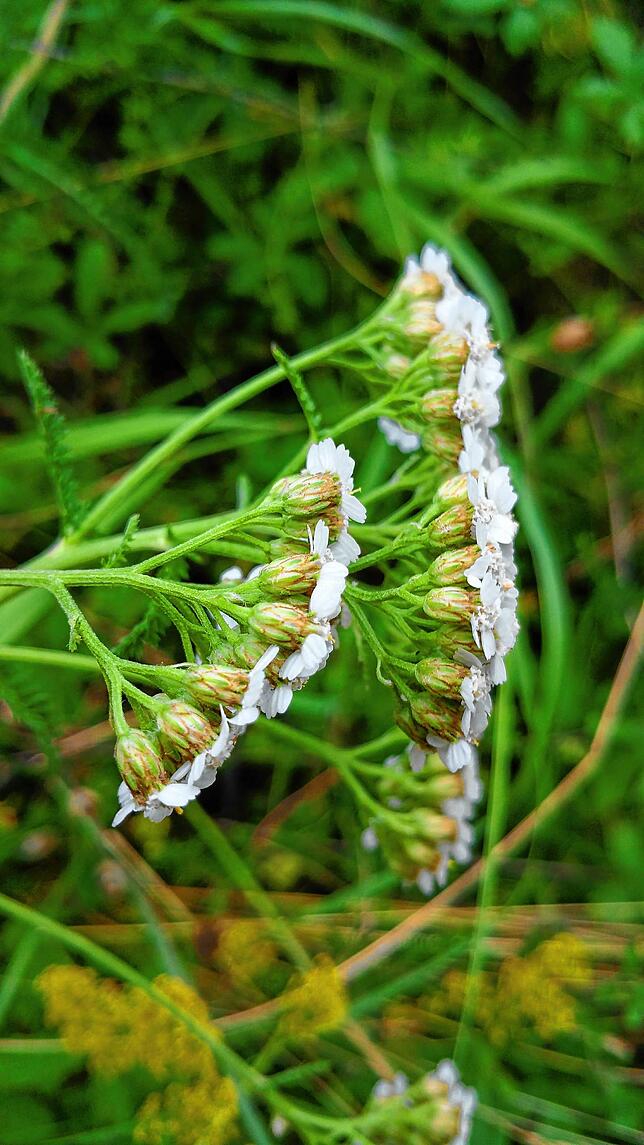 Bild 4: Kräuterserie (5): Schafgarbe hilft Wunden zu heilen und ist jetzt in der Natur zu finden