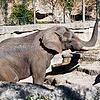 Im Zoo Basel hofft man, dass Elefantenbulle Tusker (29) für Nachwuchs sorgen wird.
