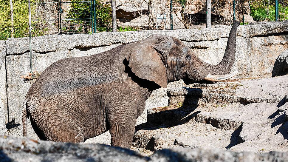 Im Zoo Basel hofft man, dass Elefantenbulle Tusker (29) für Nachwuchs sorgen wird.