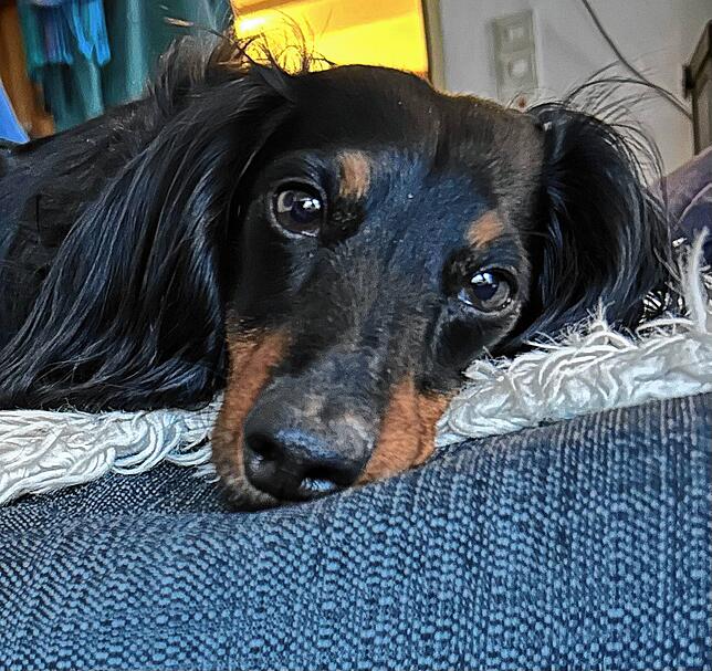 Dackel Max ist in der neuen Heimat sehr zufrieden – auch wenn seine Katzenjagden immer erfolglos sind.