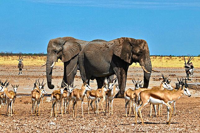 Vielfältige Tierwelt im Etosha Nationalpark in Namibia – eines der Reiseziele von Tanja und Armin Vogelsang.