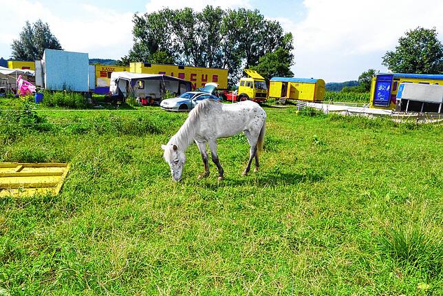 Die 44-jährige Stute Princess auf der Wiese, auf der der Zirkus seinen Standplatz hat. Princess ist 44 Jahre als und seit 20 Jahren ...