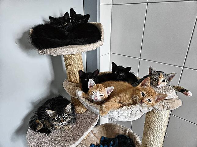 Zahlreiche junge Katzen leben derzeit im Tierheim Radolfzell – und die Vermittlung läuft derzeit schleppend.