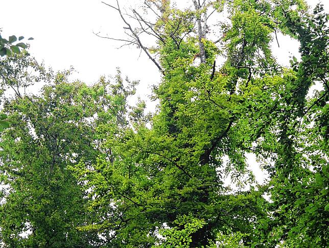 Die Schäden der Dürre und fehlenden Niederschläge zeigen sich an der Krone der Buche, sie werden dürr, der Baum stirbt innerlich ab.