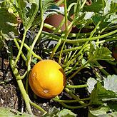 Diese Zucchini wird oft für einen Kürbis gehalten.