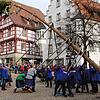 In exakt 35 Minuten stemmten die Hexen am gestrigen Schmutzigen Dunschdig den 27 Meter hohen Narrenbaum auf dem Marktplatz in die Höhe.