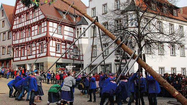 In exakt 35 Minuten stemmten die Hexen am gestrigen Schmutzigen Dunschdig den 27 Meter hohen Narrenbaum auf dem Marktplatz in die Höhe.
