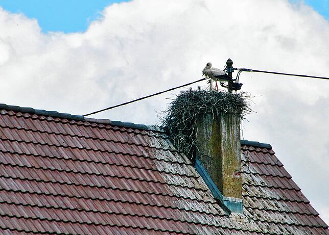 Auf dieses Hausdach an der Breg ist eine Storchenfamilie umgezogen, die sonst auf dem wenige Meter entfernte Dach der Grundschule in ...