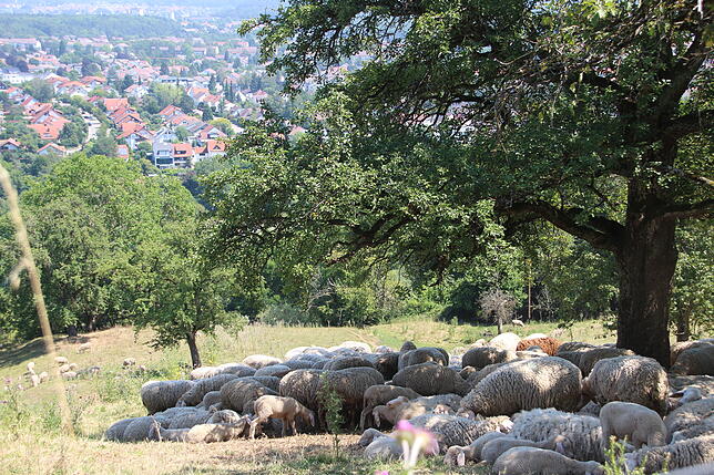 Friedlich tummeln sich die Schafe auf der Weide der Hohentwiel-Domäne. Durch einen glücklichen Umstand kamen keine Tiere beim Brand zu ...