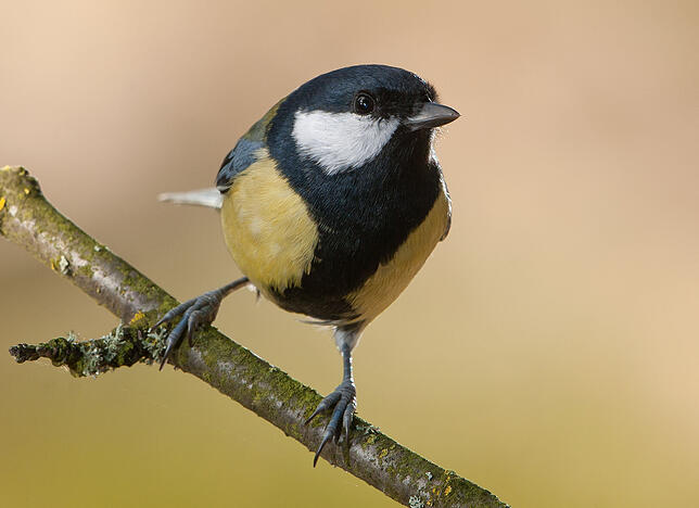 Bild 4: Anleitung: Das fressen die verschiedenen Vogelarten in unserer Region