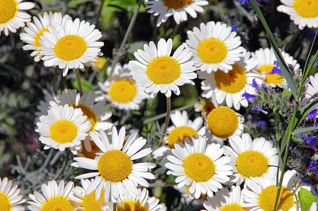 Bild 5: Sag´s durch die Blume: Das Quiz zur Landesgartenschau