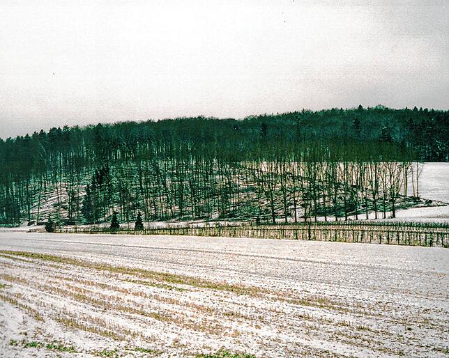 1999: Im Gewann Buchhalde bei Nack hinterließ der Sturm Lothar eine Spur der Verwüstung.