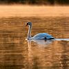Ein Schwan im Morgennebel auf dem Seerhein. Wasservögel werden im Moment vom H5-Virus, der Vogelgrippe bedroht. Bild: Peter Pisa