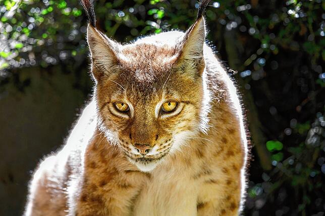 Im Wild- und Freizeitpark in Allensbach gibt es neben vielen anderen Tieren auch Luchse zu sehen.