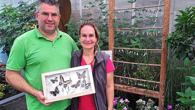 Bernhard und Kathrin Küpper zeigen in ihrem Laden eine kleine Schmetterlingsschau tropischer Schmetterlingsarten.