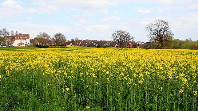 Noch blüht auf dem Areal Lindenbühl-West der Raps. Das Gebiet ist aber für die Bebauung vorgesehen. Unter anderem soll dort bezahlbarer ...