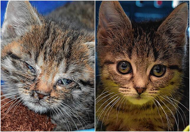 Diese beiden Bilder zeigen, wie erfolgreich die Behandlung dieser kleine Katze ist, die entzündeten Augen konnten geheilt werden.
