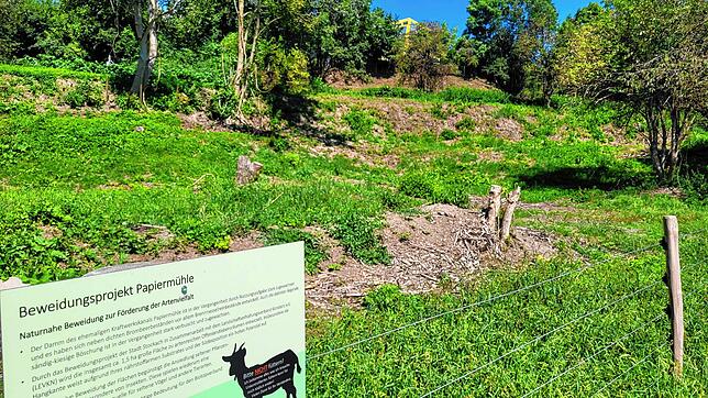 Das mehrjährig angelegte Beweidungsprojekt Papiermühle: Noch vor Kurzem fraßen hier Kühe, Ziegen und Schafe. Inzwischen ist die Fläche ...