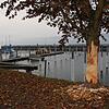 Ein Biber hat Bäume am Westhafen in Sipplingen angefressen. Im Winter greift das Nagetier auf die Rinde und Äste zurück, um sich ...