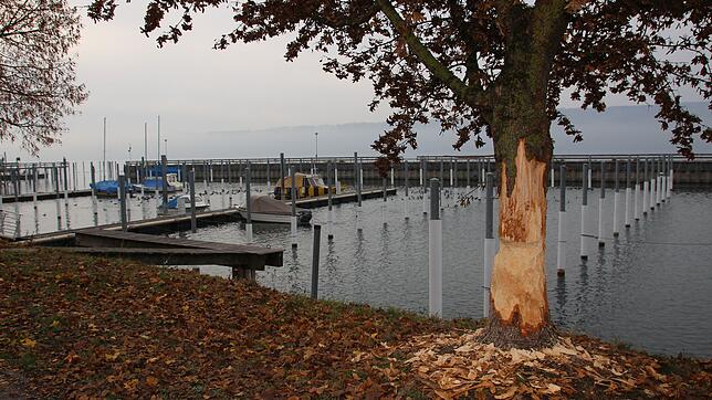 Ein Biber hat Bäume am Westhafen in Sipplingen angefressen. Im Winter greift das Nagetier auf die Rinde und Äste zurück, um sich ...