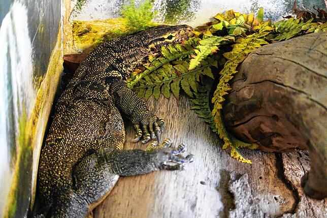 Dieser Bindenwaran stammt aus dem Kölner Zoo. Er ersetzt seinen Artgenossen im Reptilienhaus Uhldingen, der altersbedingt im Winter ...