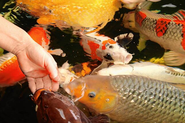 Keine Scheu. Die Koi-Karpfen lassen sich aus der Hand füttern.