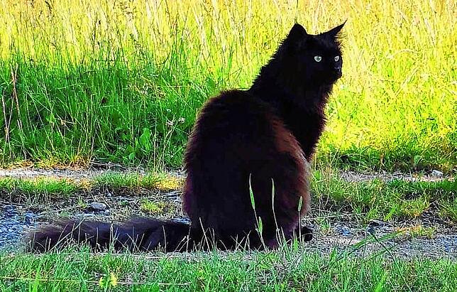 Straßenmusiker Davide Martello vermisst noch immer seinen jungen Maine-Coon-Kater Salem.