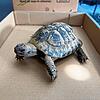 Am Montagmorgen (19. Mai) wurde eine Schildkröte beim Windeggstieg in der Stadt Schaffhausen gefunden.