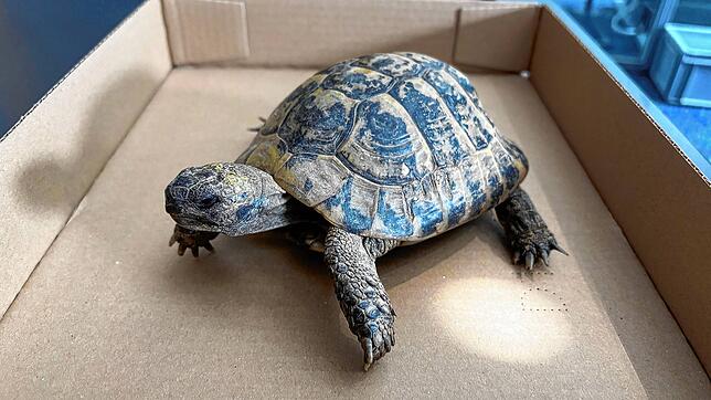 Am Montagmorgen (19. Mai) wurde eine Schildkröte beim Windeggstieg in der Stadt Schaffhausen gefunden.