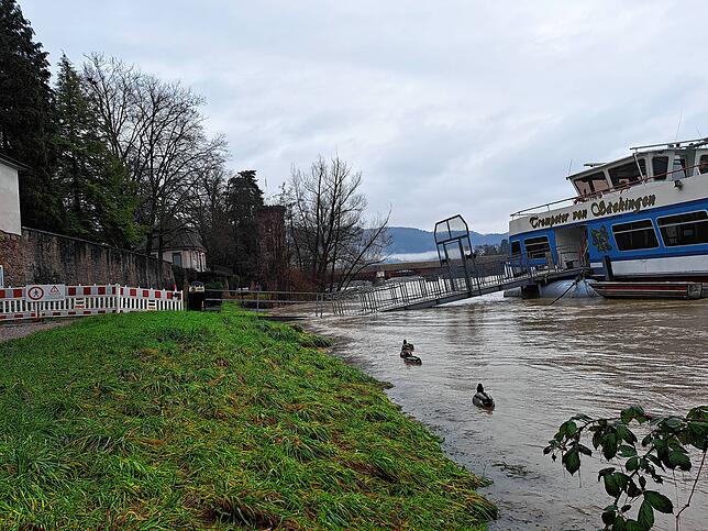 Den Enten in Bad Säckingen gefällt der Wasserstand.