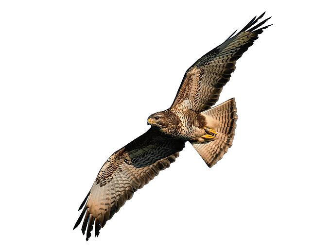 Bussard