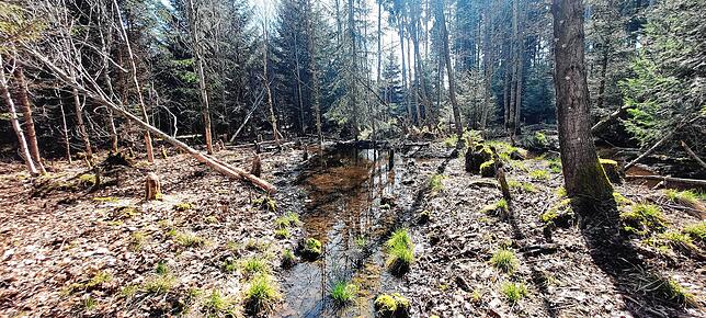 Direkt am Wegesrand im Wald bei Hubertshofen: Hier haben Biber zahlreiche Bäume gefällt und an mehreren Stellen ein Bächlein aufgestaut.