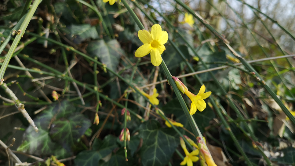 Auch die Natur reagiert auf den warmen Februar. Die ersten Knospen und Blüten zeigen sich.