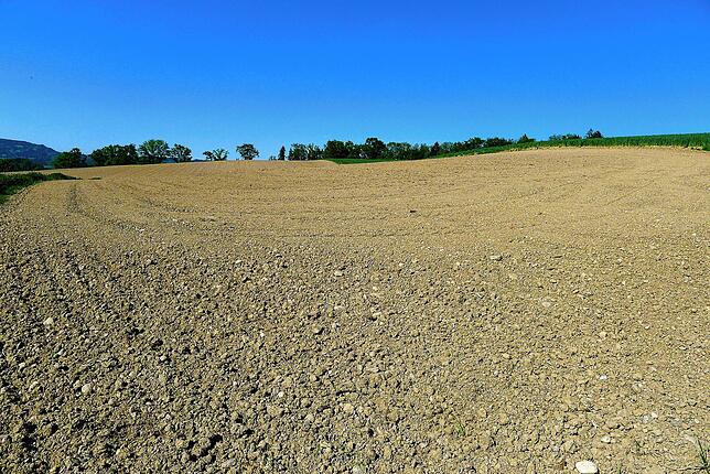 Auf diesem Acker, südlich von Grünwangen und oberhalb der Kreisstraße 7744, soll eine Agri-PV-Anlage gebaut werden.