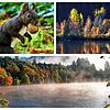 Herbstliche Impressionen unserer Leser (von links): Ein Eichhörnchen in Bad Säckingen, der Schluchsee und Nebel über dem Bergsee in Bad ...